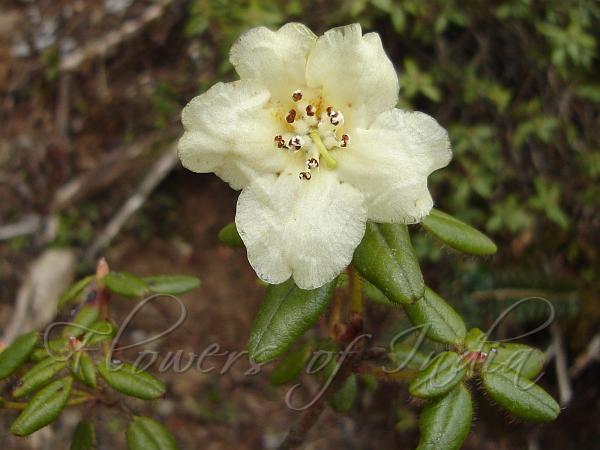 Megera Rhododendron